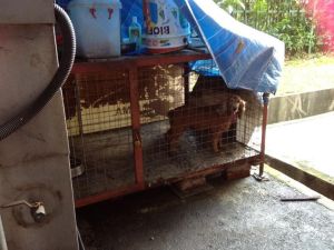 adopt-a-dog-wei-ket-cocker-spaniel