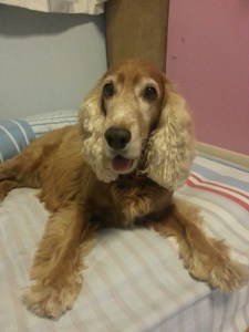 adopt-a-dog-wei-ket-cocker-spaniel4