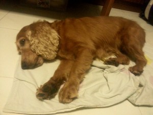 adopt-a-dog-wei-ket-cocker-spaniel2