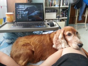 adopt-a-dog-wei-ket-cocker-spaniel5