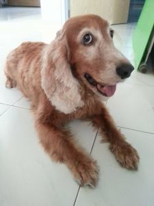 adopt-a-dog-wei-ket-cocker-spaniel3
