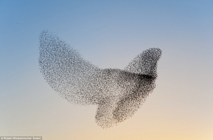 flock-of-birds-3